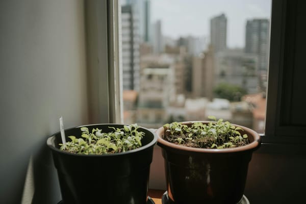 NYC Apartment Air Quality Tips for Cleaner Indoor Air